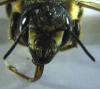 Megachile ericetorum